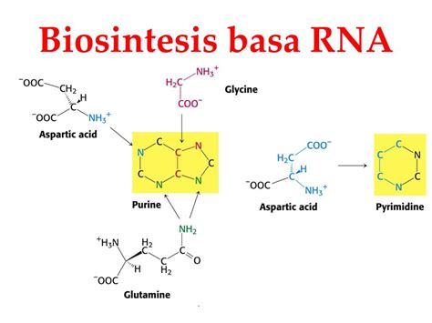 Ppt Evolusi Biokimia Powerpoint Presentation Free Download Id 5425109