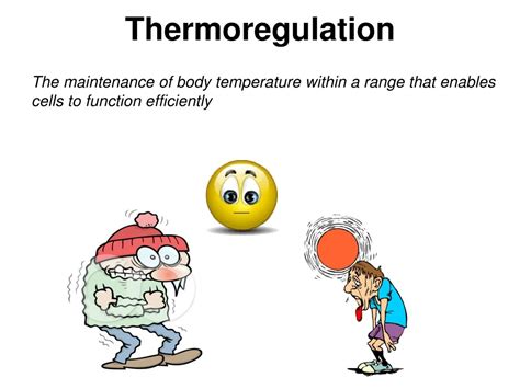 Ppt Thermoregulation Powerpoint Presentation Free Download Id 836168