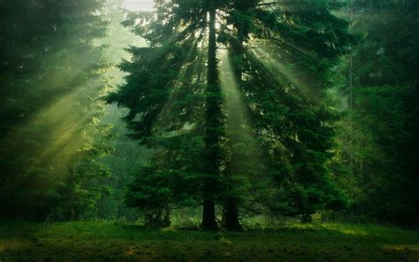 Wallpaper Sunlight Trees Landscape Leaves Nature Grass Sky Branch Green Morning Mist