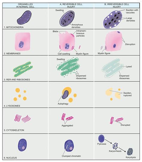 Cell Injury