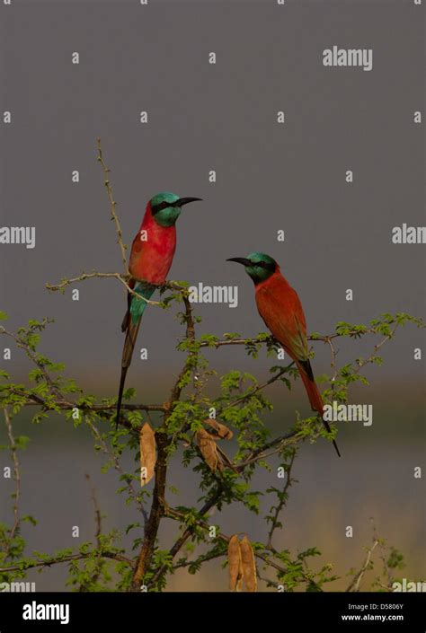 Two Northern Carmine Bee Eaters Merops Nubicus Stock Photo Alamy