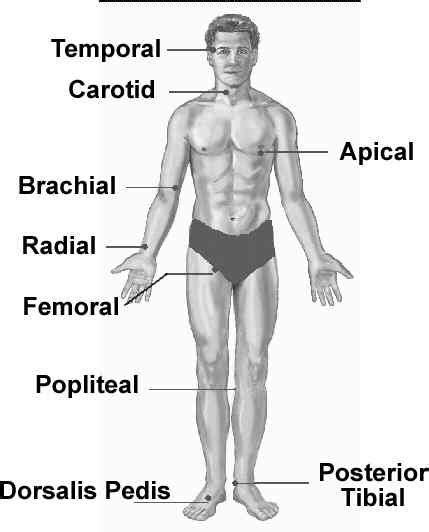 Central Peripheral Pulses Physical Assessment Nursing School