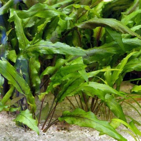 Cryptocoryne Wendtii Bronze Aquarium Plant Arizona Aquatic Gardens