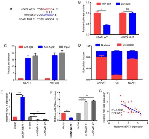 Neat Knockdown Suppresses Endothelial Cell Proliferation And Induces