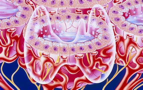 Illustration Of Follicles In The Thyroid Gland Photograph by John ...