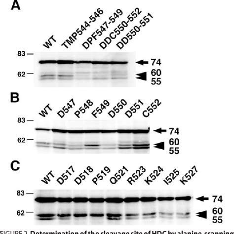 Figure From Activation Of Histidine Decarboxylase Through Post