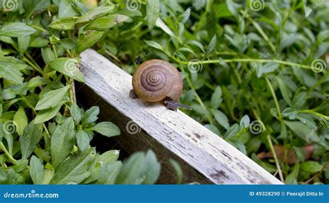 Een Naaktslak In De Tuin Schneckenplage In De Tuin Stock Foto Image