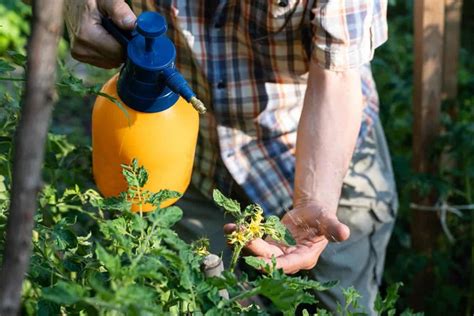 How To Treat Thrips On Tomato Plants Complete Guide Small Garden Advice