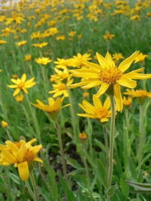 Arnica montana side effects | General center | SteadyHealth.com