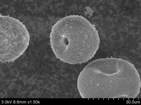 Introduction To Zeolites