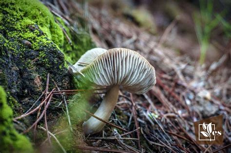 Mushrooms Growing In House Plants How To Deal With Them Evergreen Seeds