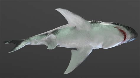 ArtStation - MEGALODON - Sea Monster Series 5 | Game Assets