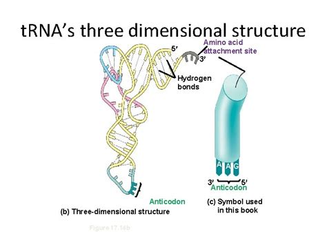 Chapter 14 Gene Expression From Gene To Protein