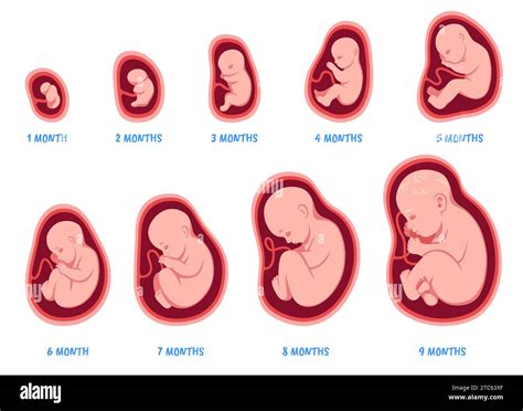 Stages Of Pregnancy Fetal Development Process Human Embryo Growth