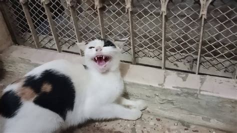 Pregnant Cat Is Very Aggressive YouTube