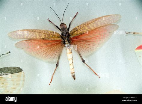 Moth Specimen Hi Res Stock Photography And Images Alamy