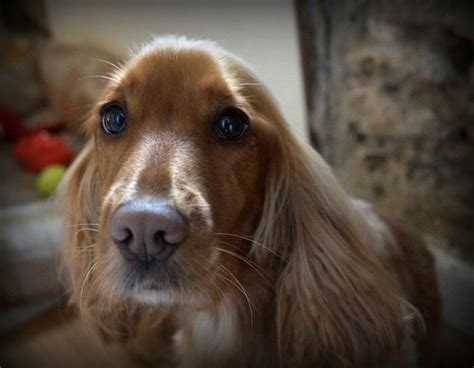 Why Do Dogs Have Whiskers? - The Dogman