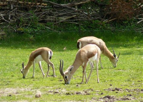 Tante specie di animali selvaggi - Sfondi Wallpapers Gratis