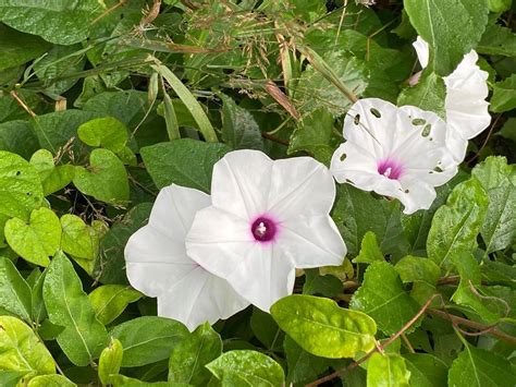 Wild Potato Vine From Sussex County De Usa On July At