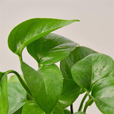 Green Pothos Plant - Pothos Plant