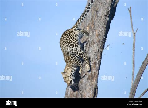 Female African Leopard Panthera Pardus Climbing Down A Tree Masai