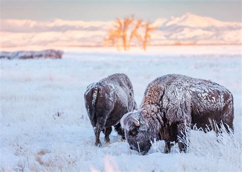 Bison Rocky Mountain Arsenal National Wildlife Refuge Michael