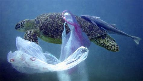 Los M Viles De Los Submarinistas Pueden Luchar Contra La Basura Marina