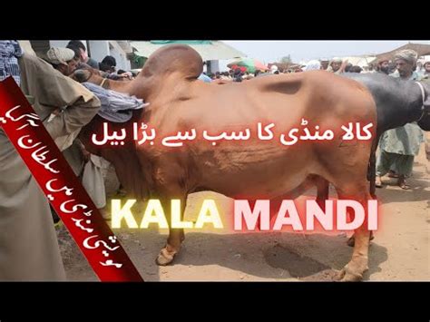 Peshawar Kala Mandi Prices Kala Mandi Peshawar 2022 Maweshi Mandi