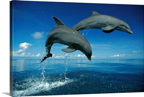 Bottlenose Dolphin (Tursiops truncatus) pair, Caribbean Wall Art ...