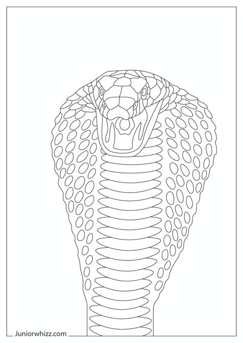 King Cobra Coloring Pages Book Printable Pdfs