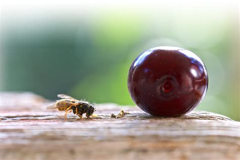 Skadedyr I Hagen Slik Blir Du Kvitt Dem Huseierne