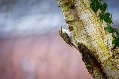 Treecreeper Eurasian Treecreeper Free Stock Photo Public Domain Pictures