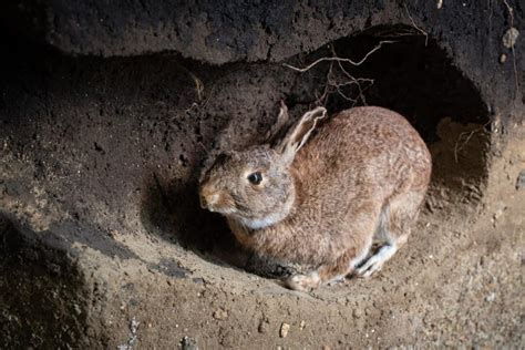 Heres Where Rabbits Really Go And Live During The Day Pest Pointers