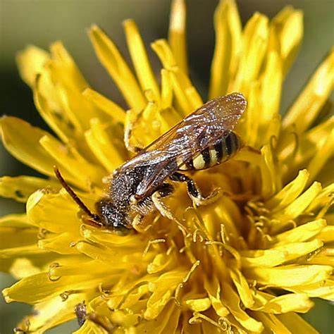 Nomad Bee Nomada Bugguidenet