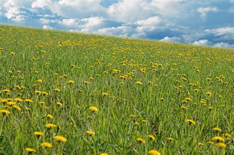 Dandelion field stock photo. Image of land, bright, dandelion - 31254822