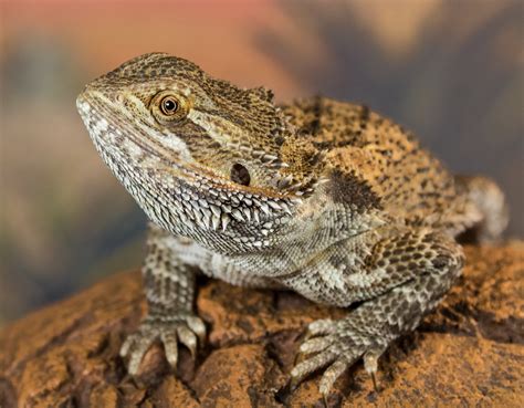 How To Keep Your Bearded Dragon Comfortable During Travel