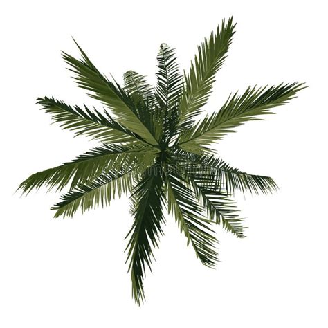 Coconut Tree Top View Png