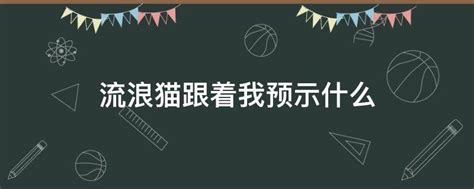 流浪猫跟着我预示什么 业百科