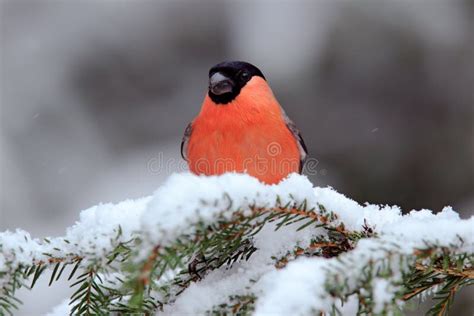 Red Songbird Bullfinch Sitting On Yellow Lichen Branch Sumava Czech