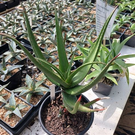 Aloe Cryptopoda 1ga Dryoasisplants