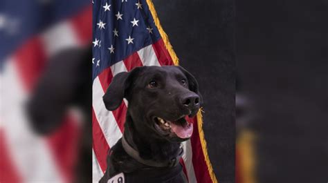 K9 Amp Gets Donation Of Body Armor From Nonprofit Fox21 News Colorado