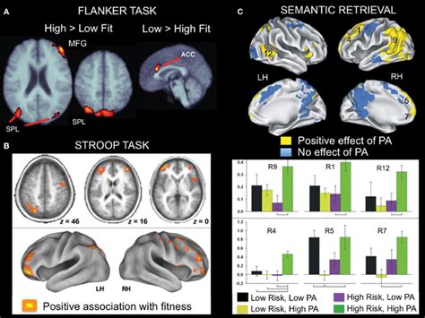 Examples Of Fmri Studies Showing A Positive Relationship Between Brain