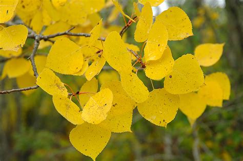 Quaking Aspen Populus Tremuloides In Inver Grove Heights Minnesota Mn At Gertens