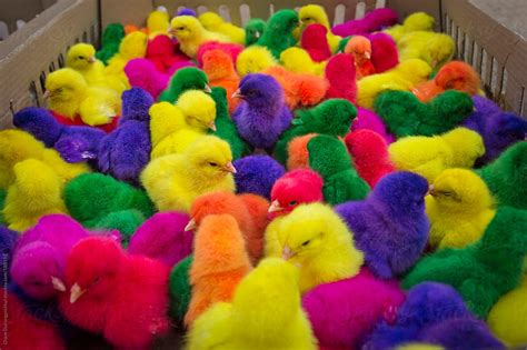 Rainbow Chicks By Diane Durongpisitkul Chick Rainbow Stocksy United