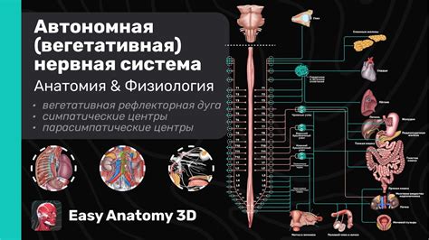 Автономная (вегетативная) нервная система | Вегетативная рефлекторная ...