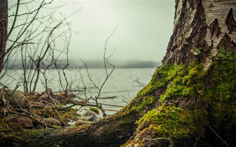 Landscape Branch Nature Fall Moss Mist Photography Tree Trunk