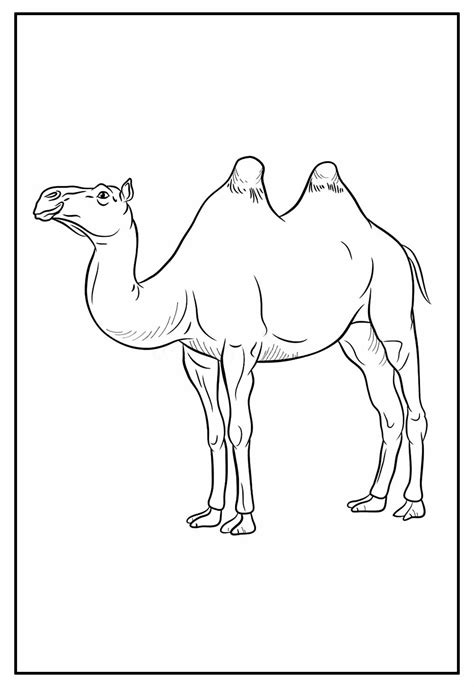 Desenhos de Camelo para colorir - Bora Colorir