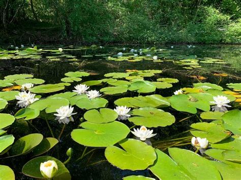 Nénuphar Nymphaea Plantation Entretien Histoire