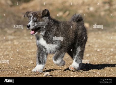 Dog Akita Inu Japanese Akita Puppy Brindle Running Stock Photo Alamy