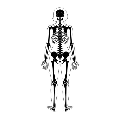 Posterior Skeleton Illustrations Royalty Free Vector Graphics And Clip